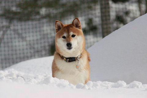 18resize2782.jpg