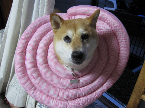 1resize3238.jpg