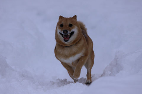 2resize0988.jpg