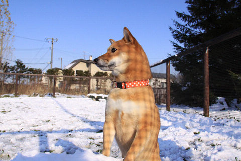 5resize4265.jpg