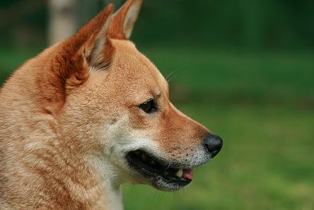 大好きドックラン 077.jpg