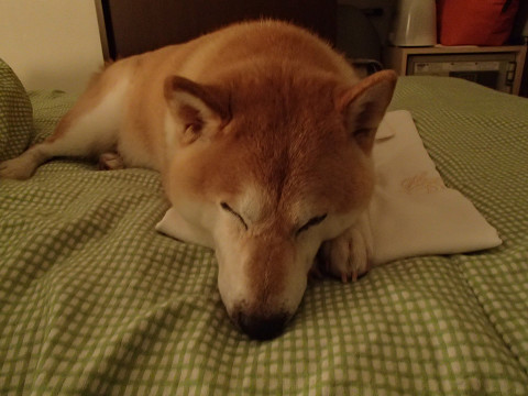 h11resize0293.jpg