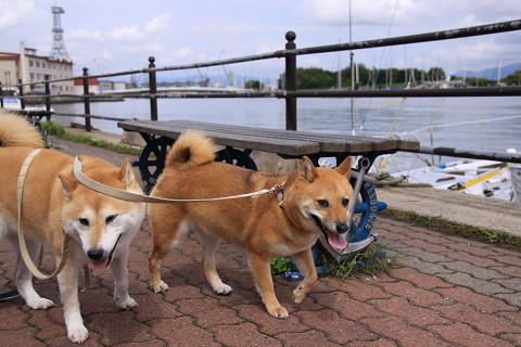 k6resize0233.jpg