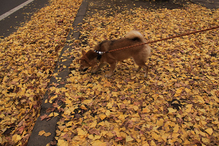 resize0133f.jpg