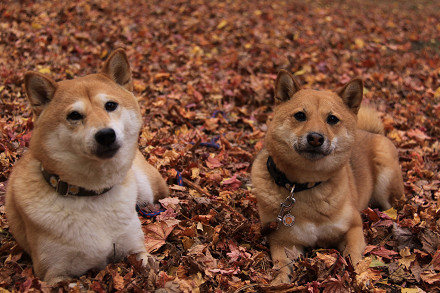 resize0166f.jpg
