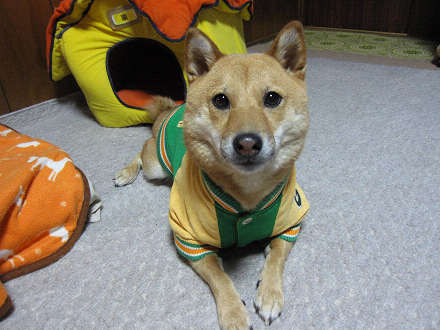 resize0230.jpg