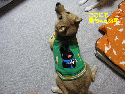 resize0231.jpg