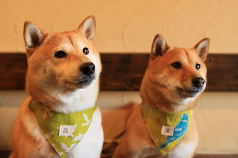 resize0932.jpg