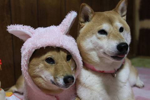 resize1009.jpg