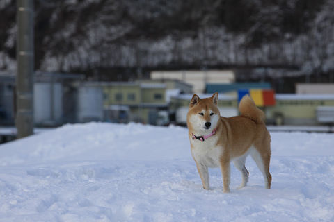 resize1020b.jpg