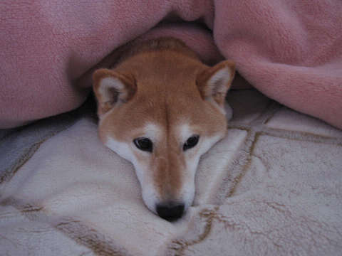 resize1045.jpg