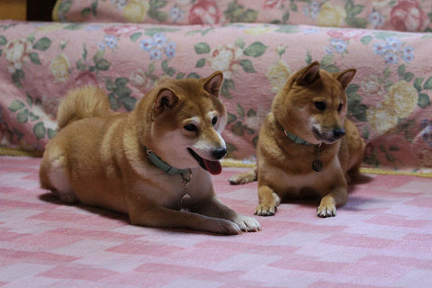 resize2389.jpg