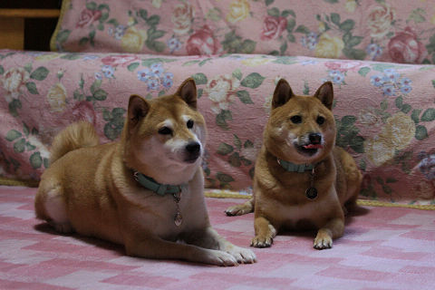 resize2390.jpg