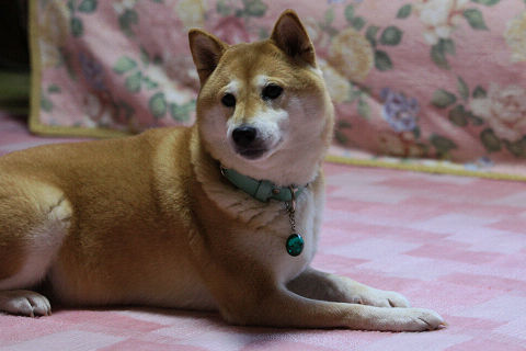 resize2393.jpg