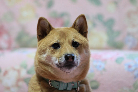 resize2395.jpg