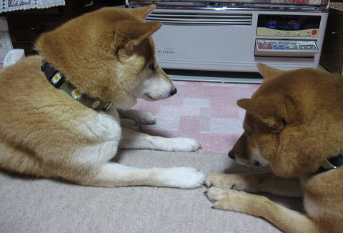 resize2548.jpg
