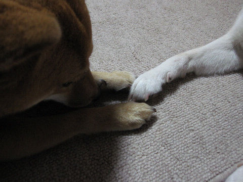 resize2550.jpg
