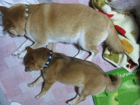 resize2894.jpg