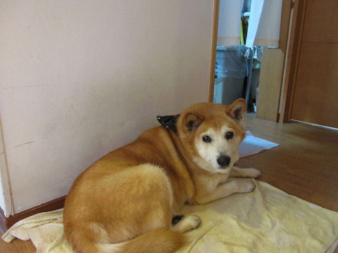 resize2945.jpg