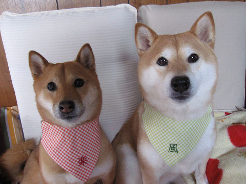 resize2946.jpg