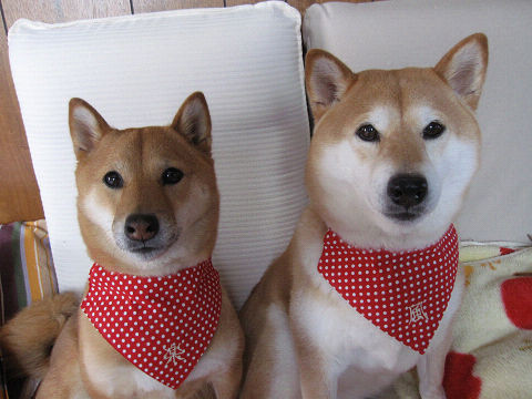 resize2947.jpg