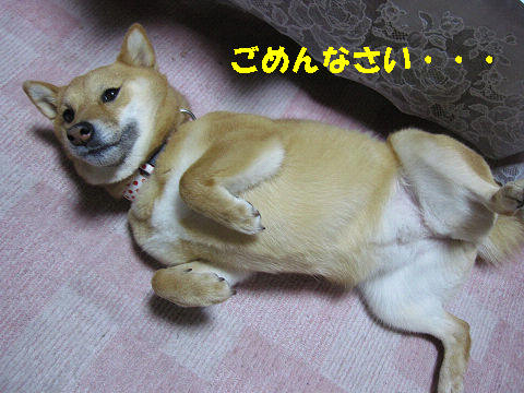 resize3105.jpg