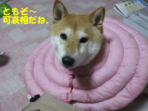 resize3109.jpg