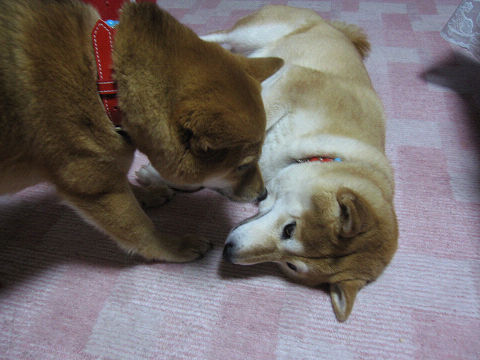 resize3230.jpg