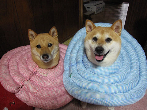 resize3735.jpg