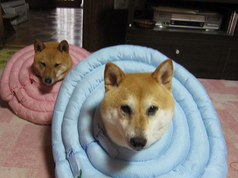 resize3740.jpg