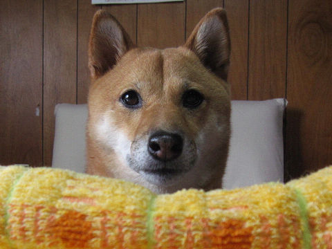 resize4425.jpg