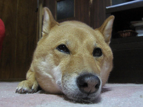 resize4428.jpg