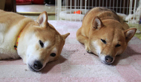 resize4451.jpg
