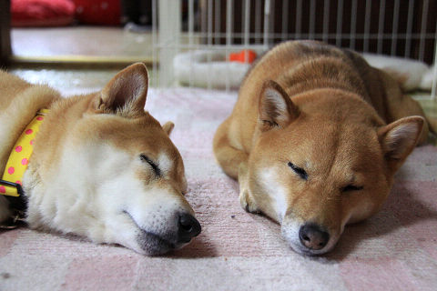 resize4453.jpg