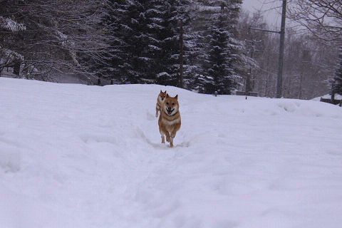 resize6891.jpg