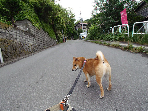 resize7409.jpg
