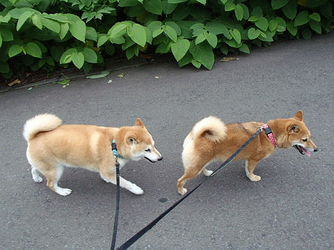 resize7413.jpg