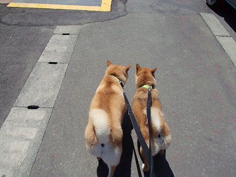 resize7435.jpg