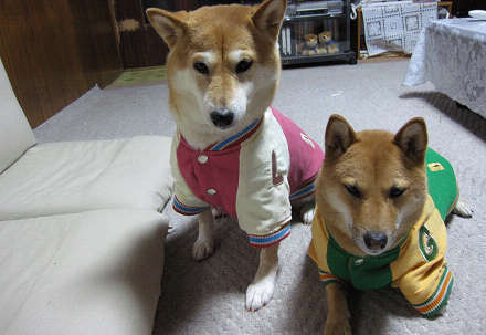 resize80211.jpg