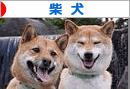 shibaken.gif