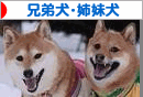 shimai.gif